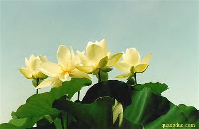 hoa_sen (3)
