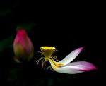vo-thuong-lotus-550x446