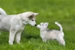 animal-welfare
