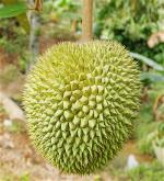 traisaurieng-1