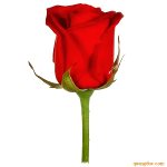 red-rose-49