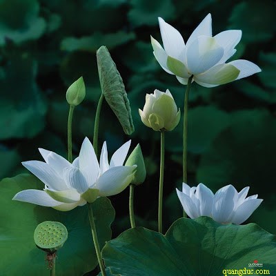 hoa_sen (23)