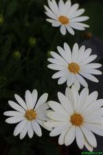hoa-cuc-14-