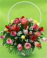 red-rose-109