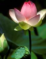 hoasen-quangduc-tg