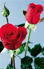 red-rose-111