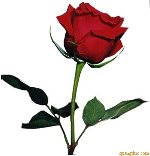 red-rose-48