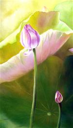lotus-8