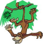 monkey