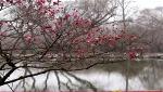 son-vien-tieu-mai-1-
