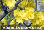 mua-xuan-nguyen-ngo