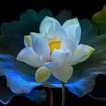 lotus-20a