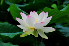 lotus_57