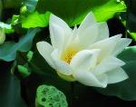 lotus-54