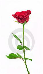 red-rose-104