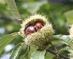 1414925521-hat-de-thom-chestnuts