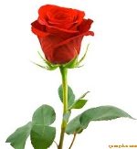red-rose-59