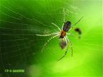 spider-1