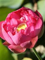 lotus-14