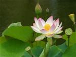 lotus-53