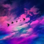 birds-flying1