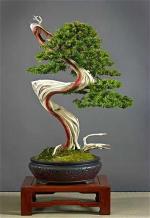 bonsai