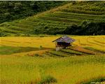 choi-tranh