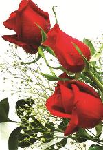 red-rose-4