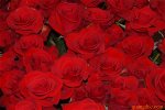 red-rose-51