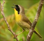 chim-bird1