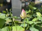 ho-sen-quang-duc-2-