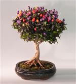 bonsai