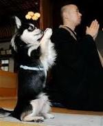 cho-va-nguoi