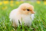 uk-animal-1