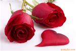 red-rose-50