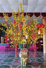canh-mai-tv-quang-duc-2019