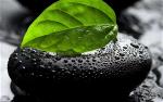 green-leaf-nature-photo