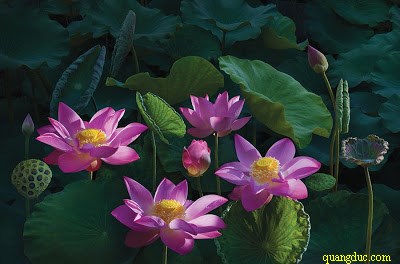 hoa_sen (24)