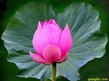 hoa_sen (4)