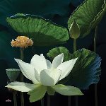 lotus7