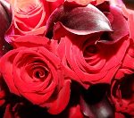 0015-red-roses