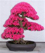 bonsai