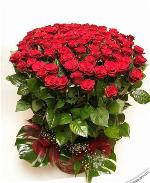 red-rose-116