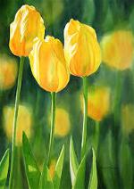 tulipvang-1