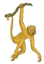 monkey-7