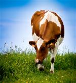 covabe-grassandcow1