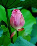 lotus-12